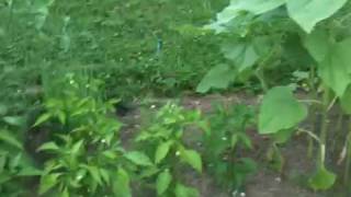 preview picture of video 'West Chester Vegetable Garden June 28, 2009'
