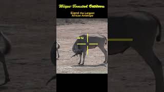 Download lagu A Massive Eland Antelope with Bow and Arrow #shorts mp3