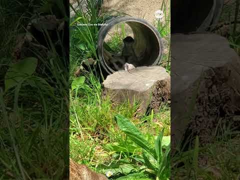 Meerkat siblings wrestle at zoo