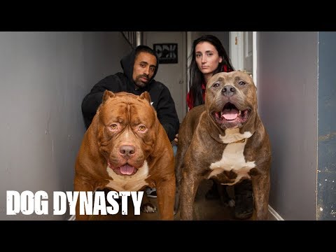 Kong: The 150lb Pitbull Puppy Set To Outgrow Hulk | DOG DYNASTY