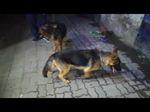 German shepherd pair | German shepherd |