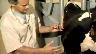 Jugular vein Blood Collection and Injection In a cow