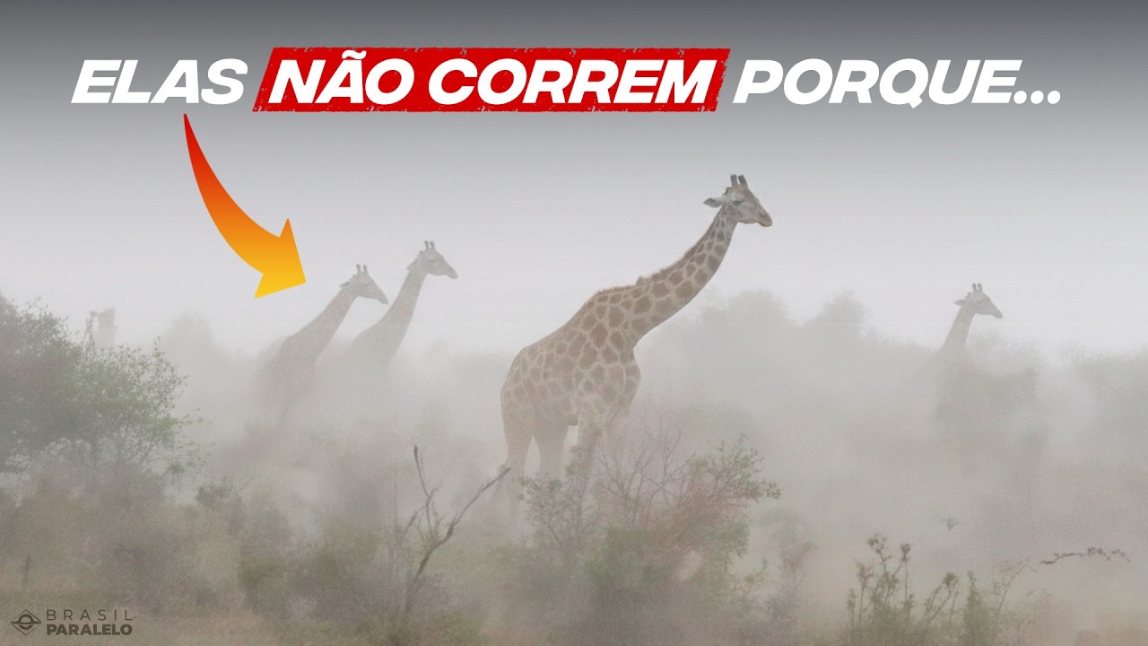 POR QUE AS GIRAFAS NÃO FOGEM DA CHUVA? ENTENDA O MOTIVO