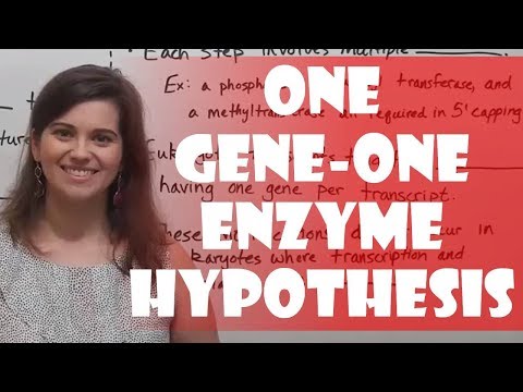 One Gene-One Enzyme Hypothesis (Beadle & Tatum Experiment)