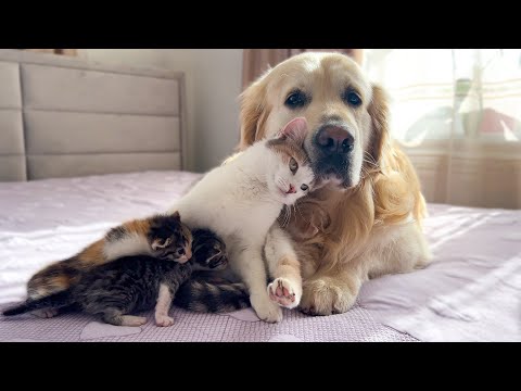 Mom Cat Shows Baby Kittens that Golden Retriever is Safe for Them