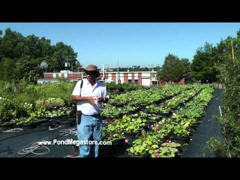 Lotus Research, water garden flowers, nelumbo, blooming lotus, lotus flowers