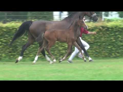 Casiraghi v Cascadello I   Coriander