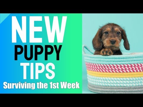 Survive the First Week with Your New Puppy: Essential Tips for Success
