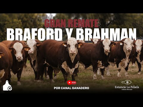 GRAN REMATE BRAFORD Y BRAHAMAN - Estancia La Pelada