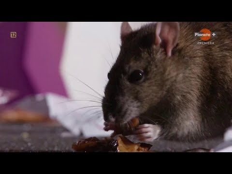 Miasto szczurów (2023) Film Przyrodniczy PL
