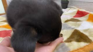 ハーフ犬の動画01