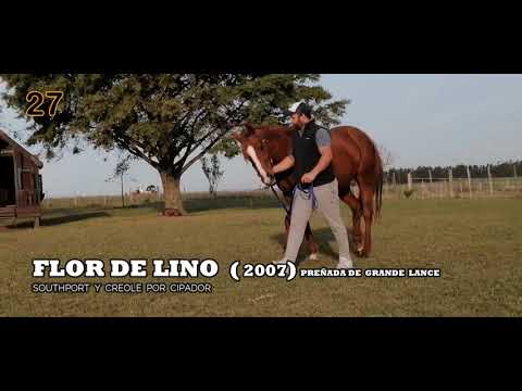 Lote FLOR DE LINO