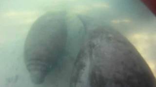 preview picture of video 'Swimming with Manatees at Three Sisters Spring'