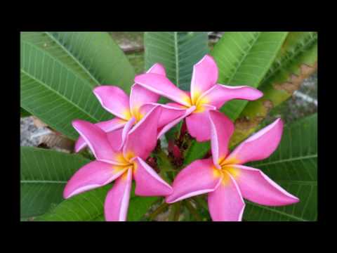 DJ PLAYAR vs Mt Vaea Band - Tausagi manu e