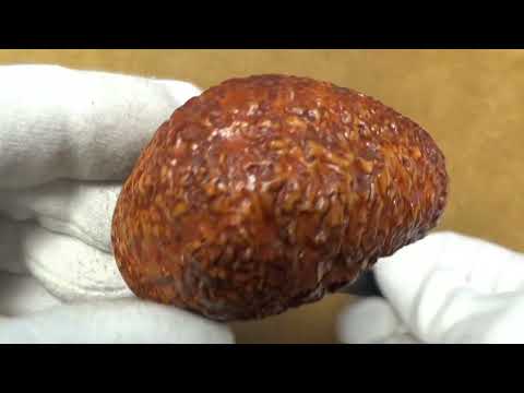 Pipa Radice Rind - Hungarian - RA175