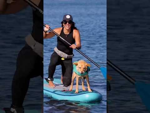 SUP-доска Aqua Marina Beast 10 6| (Beast Aqua Splash) Универсальный сапборд BT-23BEP (Комплект) - фото 1 - id-p2852739640