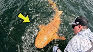 Orange Shark Caught in the Ocean — Scientists Are Shocked!