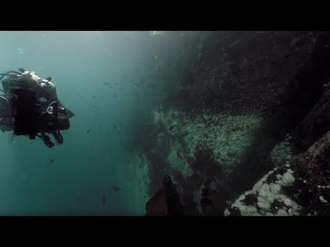 Cold water diving with an octopus and a wolf eel in 3D 360
