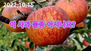 이 사과 품종 아시나요?