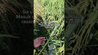 Download lagu jadilah petani yang total dulu baru bisa ngerasakan nya #shotrs mp3 Download lagu jadilah petani yang total dulu baru bisa ngerasakan nya #shotrs mp3