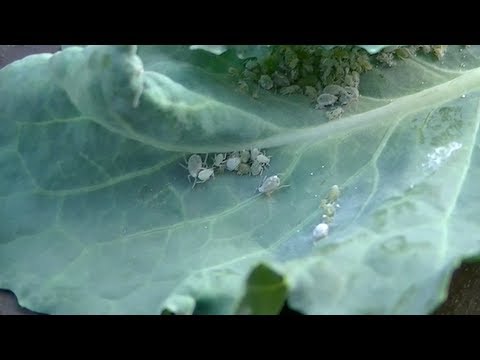 download lagu mp3 mp4 Grey Aphids On Broccoli, download lagu Grey Aphids On Broccoli gratis, unduh video klip Grey Aphids On Broccoli