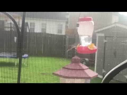 Hummingbird eating in my backyard. Melvina Carpenter