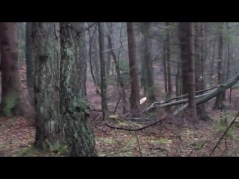 The best hunt in Poland, http://www.jagt-polen.dk, Let's hunt with us!