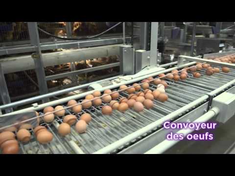 OMAZ Italy - CAGES POUR LES POULES PONDEUSE