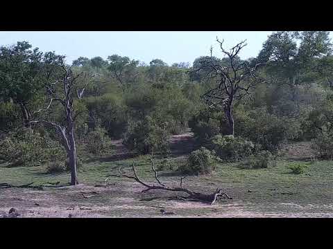 Djuma: Impala male chasing others around - 07:31 - 11/16/21