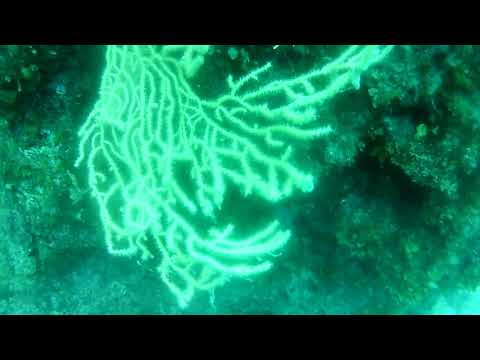 Tauchen Krk 2020 Punat