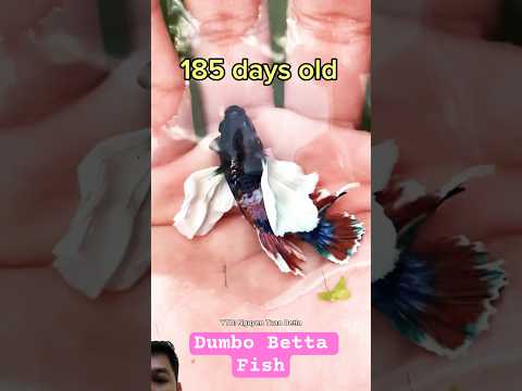 Beautiful Dumbo Betta Fish Growing #betafish #bettafish #betta #bettagalaxy #multicolorbetta #fish