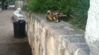 Baby Mama Duck Drama