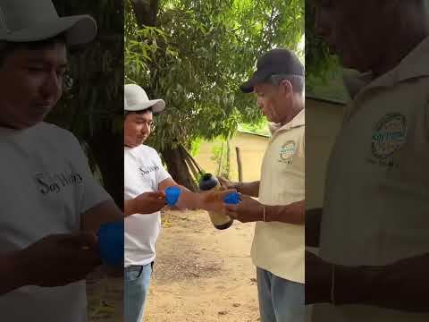 entrevista al compositor de las piedras   ciénaga de oro Cordova
