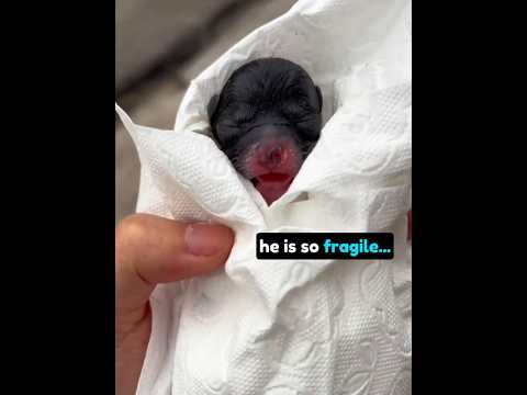 This Puppy Got A Second Chance 🐶❤️