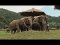 Assignment Asia Thailand S Elephant Whisperer