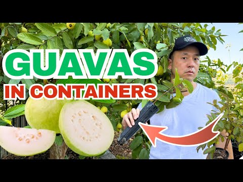 Growing Guavas In Containers - One of the Easiest Potted Fruit Trees