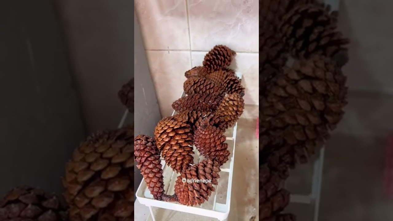 Como fazer enfeites de Natal com Pinhas #shorts