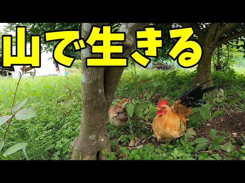 , title : '【獣だらけ】山で鶏を飼うリスク【鶏飼育】'