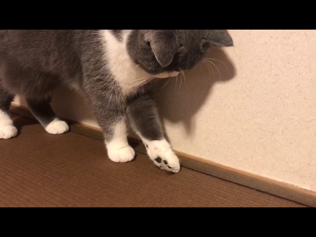 虫シリーズ【誘導編】猫VSカメムシ