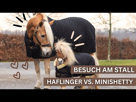 HAFLINGER VS MINISHETTY | VLOG AM STALL MIT @my_starwave ⭐️🦄