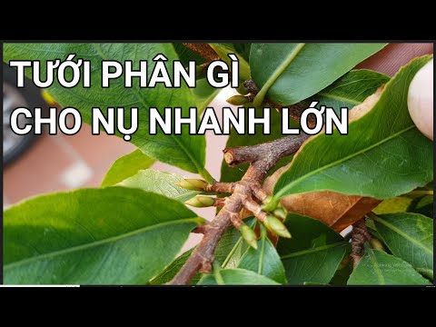 🔴 QBS22270 - CHĂM SÓC TẠO NỤ MAI VÀNG MIỀN BẮC | TƯỚI PHÂN GÌ CHO NỤ MAI NHANH LỚN | TẠO NỤ MAI VÀNG