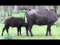 Cape Buffalo Poops On Unsuspecting Baby MP4