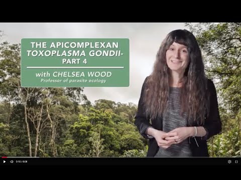 The apicomplexan Toxoplasma gondii - Part 4