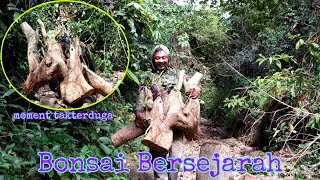 Download lagu Tak terduga mendapat Bakalan Bonsai serut bersejarah mp3