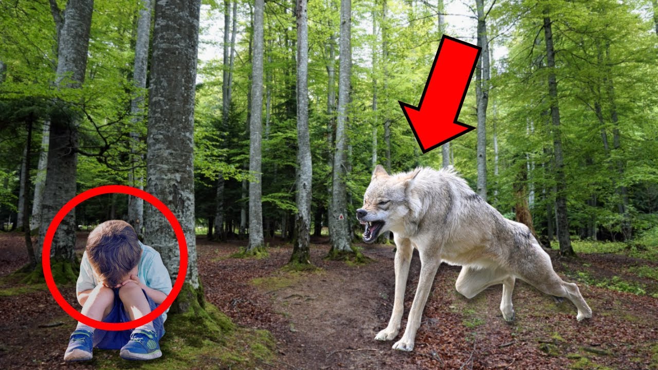 PADRASTRO ABANDONA SU BEBÉ EN BOSQUE. LOBO LO ENCUENTRA Y HACE ALGO TERRIBLE -CIUDAD ESTABA EN SHOCK