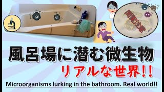 お風呂場に潜んでいる微生物!リアルな世界がそこにある。Microorganisms lurking in the bathroom. real reality