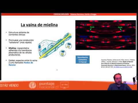Clase 10 Biología 2014: Sistema Nervioso I – Introducción y Fisiología Neurocelular