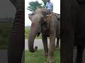 Elephant Voice Short Animal Elephant Animalsounds