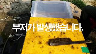 부저병이 한 통 발생했습니다. 벌을 압축해서 봉군은 살려야죠