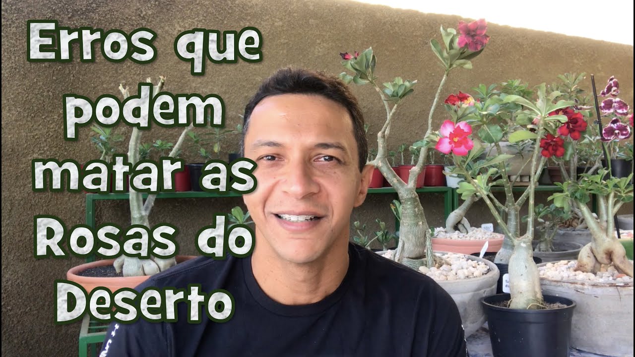 10 erros que podem matar as Rosas do Deserto